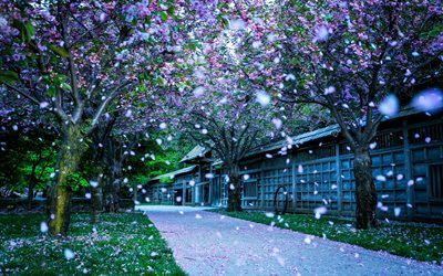 parque kariya, canadá, sakura