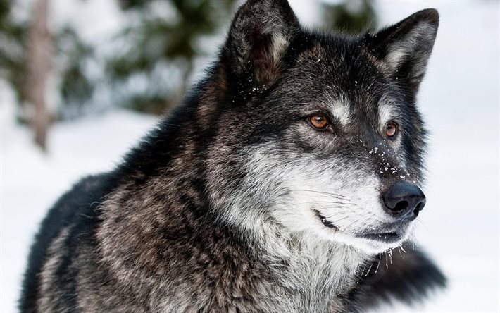 prédateur, le loup, les animaux, hiver