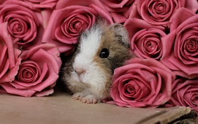 guinea pigs, rose, guinea pig, flowers