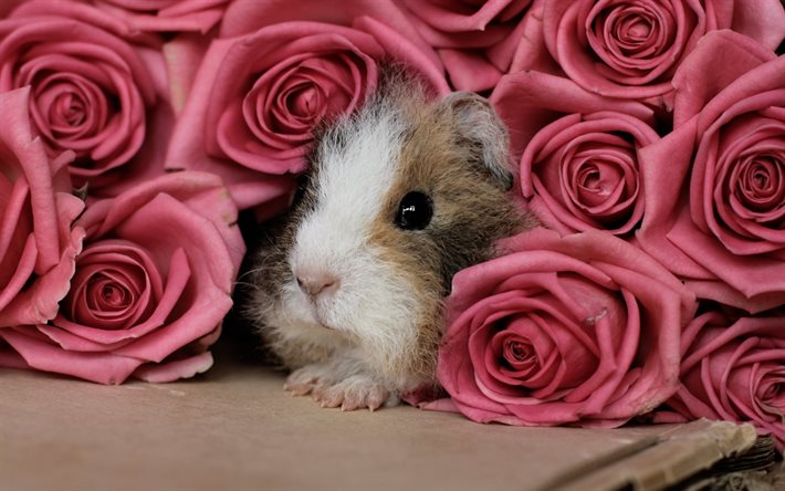 guinea pigs, rose, guinea pig, flowers