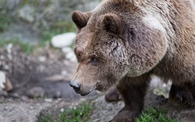 l'orso bruno, la natura, gli animali