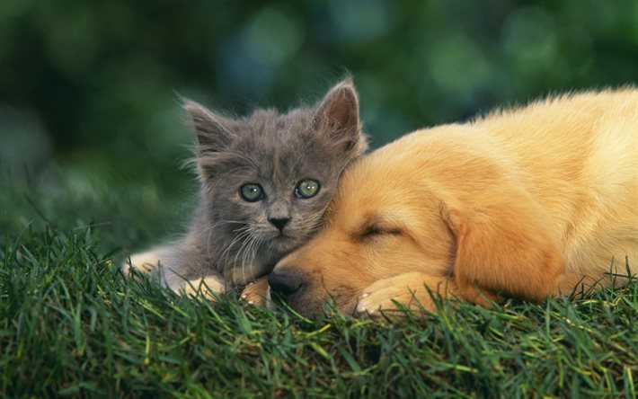 kitten, dog, friends