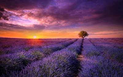 field, lavender, sunset