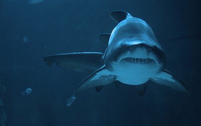 bajo el agua, el tiburón