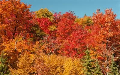 en otoño, los árboles