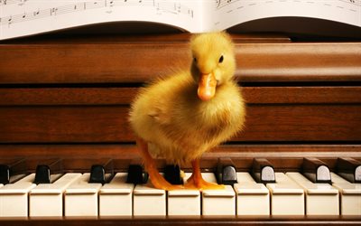 piano, duckling