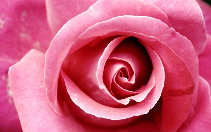 vaaleanpunainen ruusu, makro, silmu, kukat