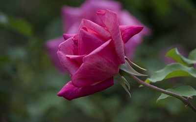 pink, macro, bud, rose