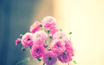 flowers, pink roses, twig