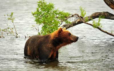 l'ours, le fleuve
