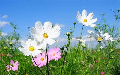 cosmos, kosmeya, field, flowers