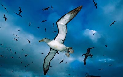 seagulls, the sky, birds