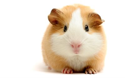 guinea pig, white background, guinea pigs