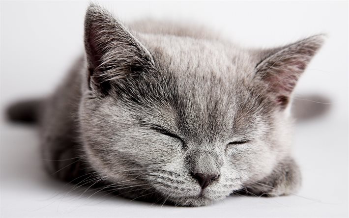 grey cat, sleep, cats