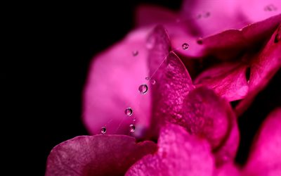 drops, petals, rose, macro