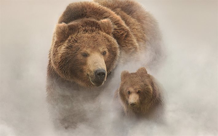 nevoeiro, ursos, animais
