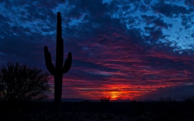 夕日, 砂漠, サボテン, ツーソン, アリゾナ, 米国