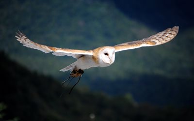 birds, polar owl, white owl, bubo scandiacus, nyctea scandiaca, flight