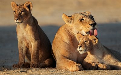 cubs, the lioness, animals, family
