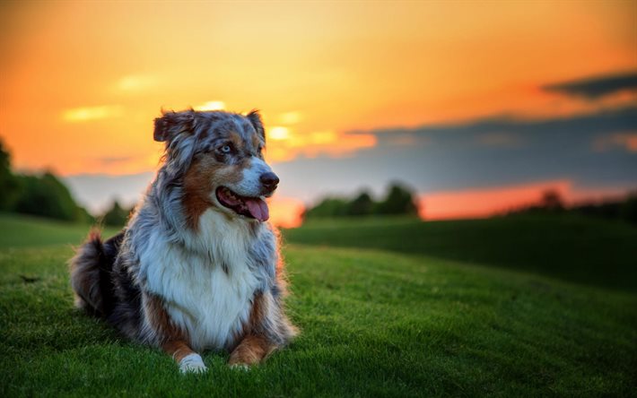 australian shepherd, dogs, sunset