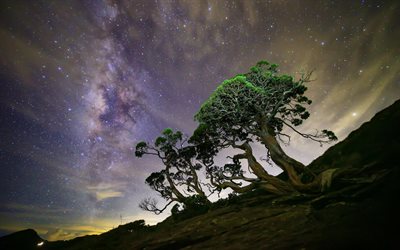 مجرة درب التبانة, الأشجار, ليلة, الصين, تايوان, نانتو