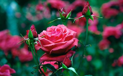 jardín, macro, rose bud