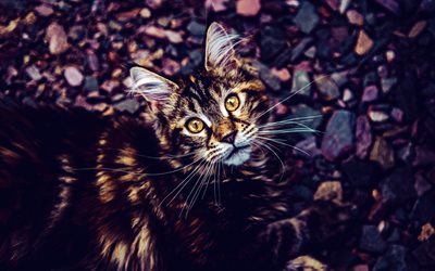 Maine Coon, evening, sunset, cute cats, fluffy cats, pets, American Longhair cat, American Coon Cat, American Forest Cat, cats
