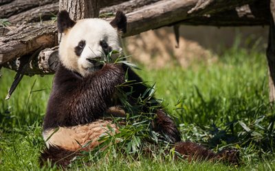 panda, zoo, bambus, lustige tiere, gras