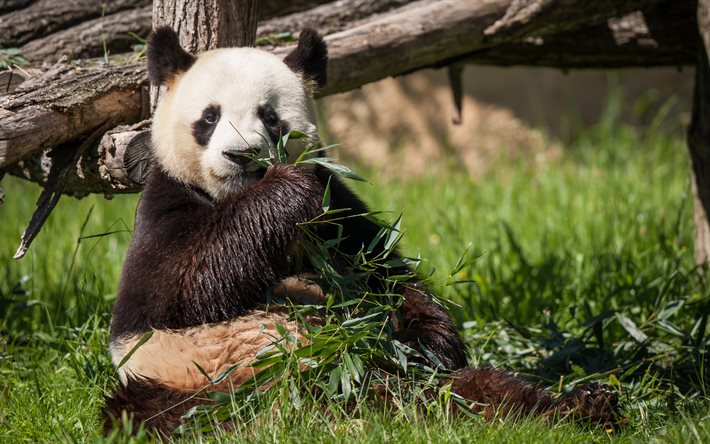 panda, el zoológico, el bambú, animales divertidos, hierba