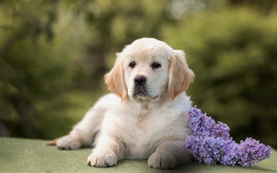 cucciolo di golden retriever, piccolo cane, labrador, animali carini, golden retriever, cani, animali domestici