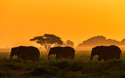 elephants, wildlife, sunset, savanna, elephant family, wild animals, Africa, Amboseli National Park, Kenya
