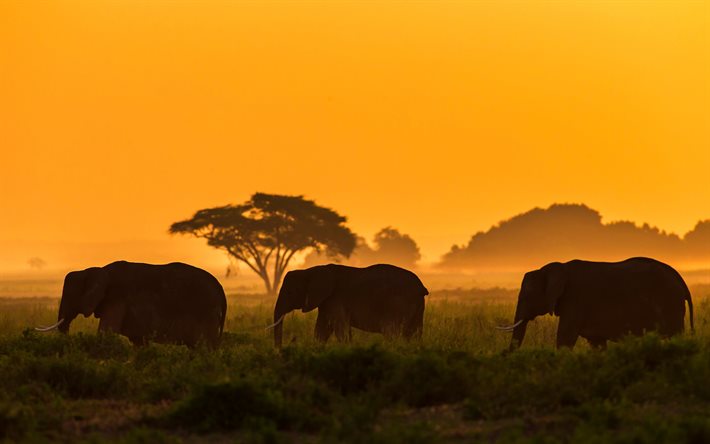 象, 野生動物, 日没, サバンナ, 象の家族, アフリカ, アンボセリ国立公園, ケニア