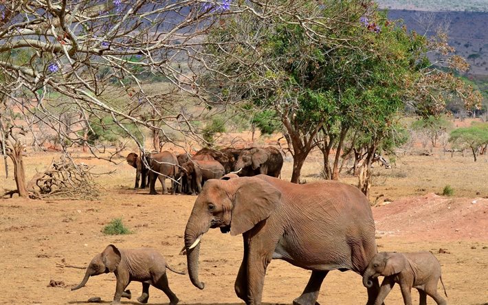 elefantes, família, savana, pequeno elefante, áfrica