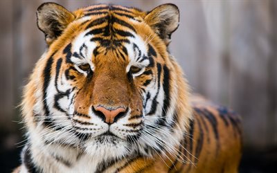le tigre, le close-up, le zoo, les chats sauvages