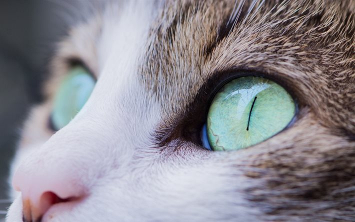 gatto, muso, occhi verdi, close-up, sfocatura