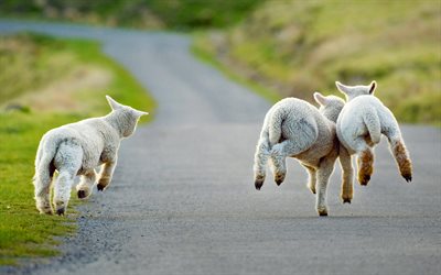 de l'agneau, de la route, le flou, la Nouvelle-Zélande