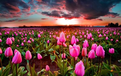 pink tulips, sunset, field, tulips
