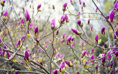 magnolia, blomning, vår, ukraina, vårblommor