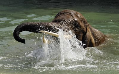 elefantti, joki, norsut, uiminen