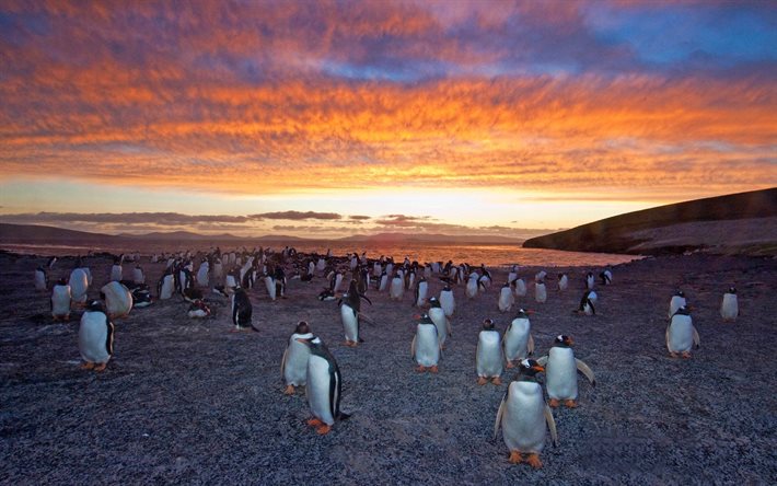 Pingüino Gentoo, playa, puesta de sol, los pingüinos