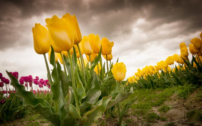 yellow tulips field of tulips, yellow flowers, tulips, holland