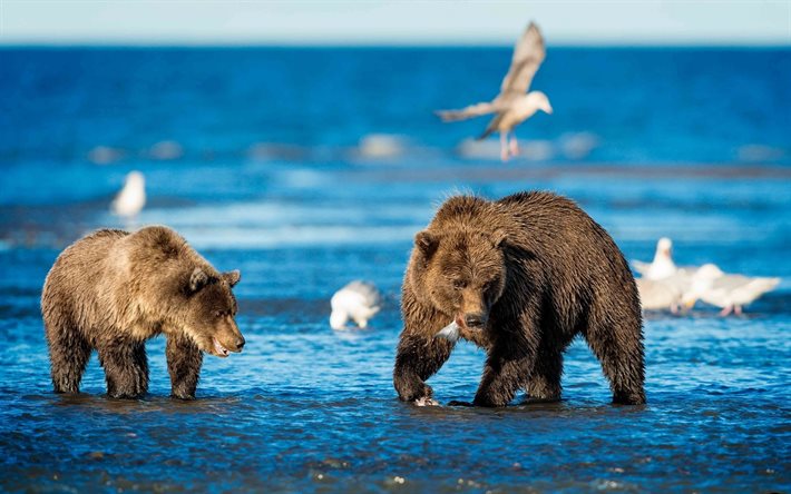 bears, fishing, river, grizzly, seagulls