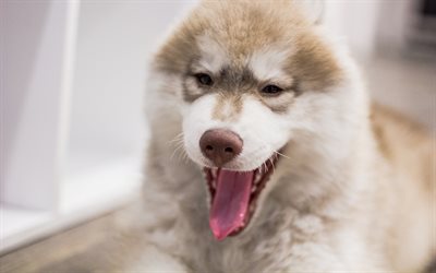 husky, chiens, animaux mignons, bâiller