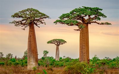 baobab, adansonia, baobab africain, soirée, coucher de soleil, madagascar, adansonia digitata