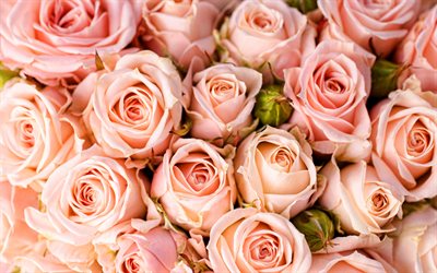 des roses roses, 4k, des bourgeons, macro, bokeh, des fleurs roses, des roses, des photos avec des roses, de belles fleurs, des arrière-plans avec des roses, des bourgeons roses
