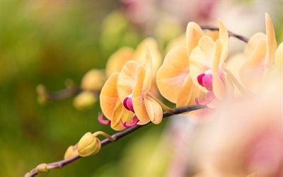 orquídeas laranja, ramo de orquídeas, fundo com orquídeas, flores de laranjeira, orquídeas, lindas flores