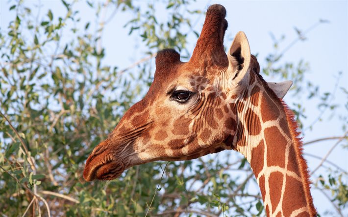 jirafa, fauna, áfrica, jirafas, animales salvajes, animales africanos, tarde, puesta de sol