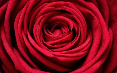 röd ros, makro, röda blommor, rosor, närbild, vackra blommor, bakgrunder med rosor, röda knoppar