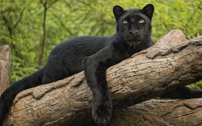 panther auf einem ast, schwarzer panther, schwarzer leopard, wildkatzen, wilde tiere, panther
