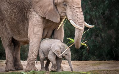 elefantes, zoológico, madre y cachorro, familia de elefantes, loxodonta, bebé elefante, fotos con elefantes